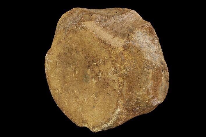 Wide Pliosaur (Stretosaurus) Vertebra - England #94340